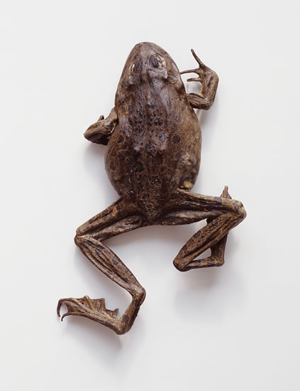 Kröte